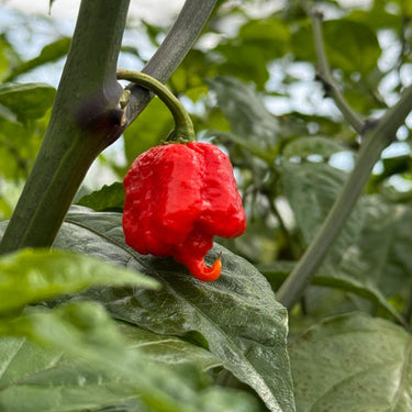 Carolina Reaper Pepper Seeds | HP22B - The Pepper Pantry (Formerly Marie Sharp's)